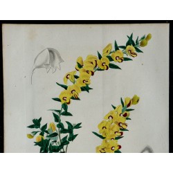 1842 - Boissieue à tiges grêles 