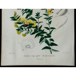 1842 - Boissieue à tiges grêles 