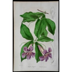 1842 - Bignone élégante 
