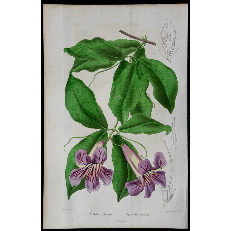 1842 - Bignone élégante 