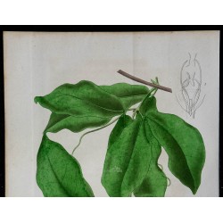 1842 - Bignone élégante 
