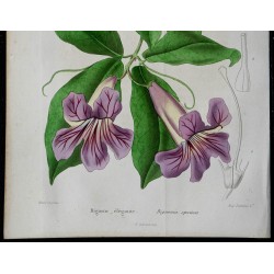 1842 - Bignone élégante 
