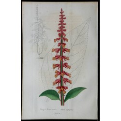 1842 - Sauge à fleurs serrées 