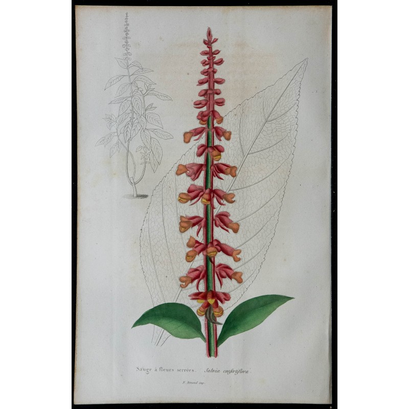 1842 - Sauge à fleurs serrées 