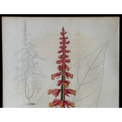 1842 - Sauge à fleurs serrées 