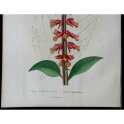 1842 - Sauge à fleurs serrées 