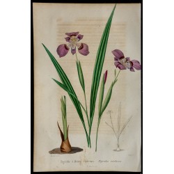 1842 - Tigridie à fleurs violettes 