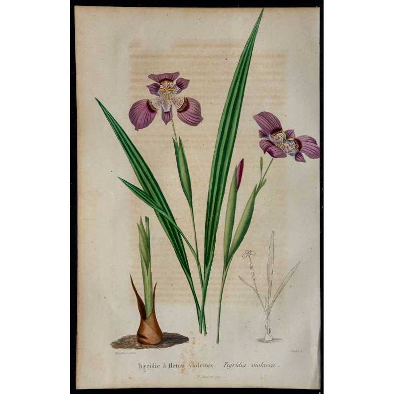 1842 - Tigridie à fleurs violettes 