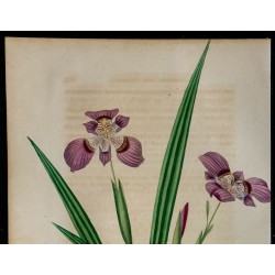 1842 - Tigridie à fleurs violettes 