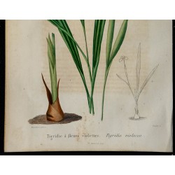 1842 - Tigridie à fleurs violettes 