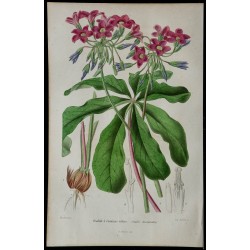 1842 - Oxalide à étamines velues 