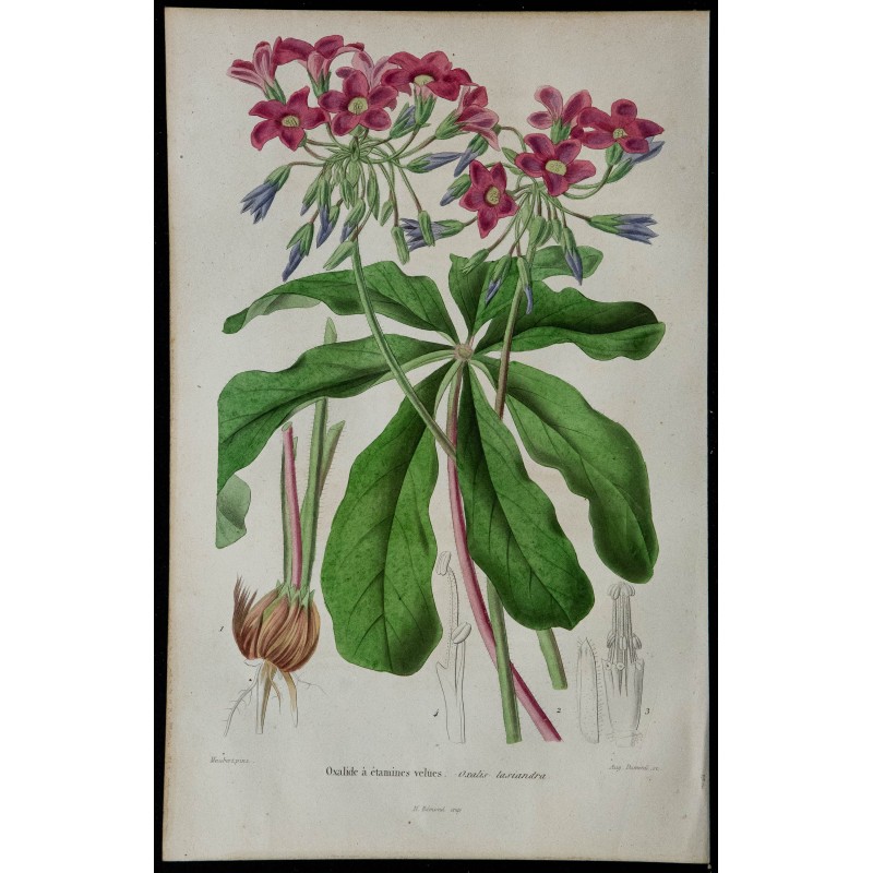 1842 - Oxalide à étamines velues 
