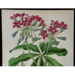 1842 - Oxalide à étamines velues 