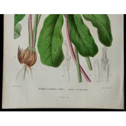 1842 - Oxalide à étamines velues 
