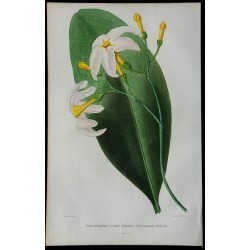 1842 - Tabernaemontana 