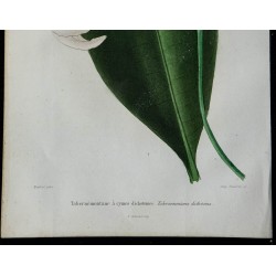 1842 - Tabernaemontana 