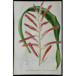 1842 - Pitcairnia flammea 
