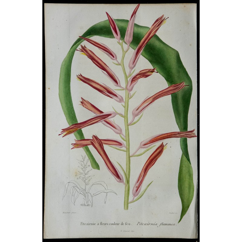 1842 - Pitcairnia flammea 