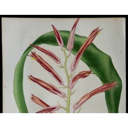 1842 - Pitcairnia flammea 