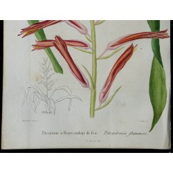 1842 - Pitcairnia flammea 