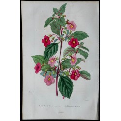 1842 - Achimène à fleurs roses 