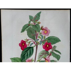 1842 - Achimène à fleurs roses 