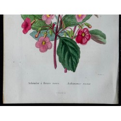 1842 - Achimène à fleurs roses 