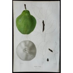 1842 - Poire douce 
