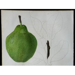 1842 - Poire douce 