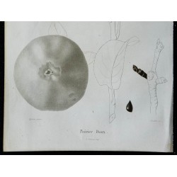 1842 - Poire douce 