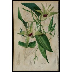 1842 - Stémona tubéreuse 