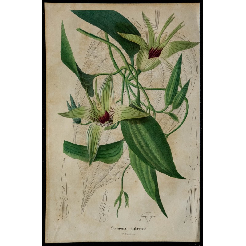 1842 - Stémona tubéreuse 