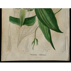 1842 - Stémona tubéreuse 