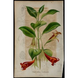 1842 - Nematanthus guilleminii 