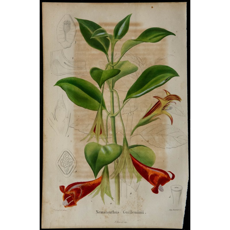 1842 - Nematanthus guilleminii 1842 - Nematanthus guilleminii