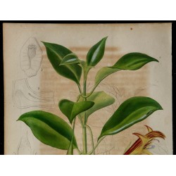 1842 - Nematanthus guilleminii 