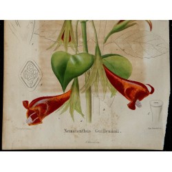 1842 - Nematanthus guilleminii 