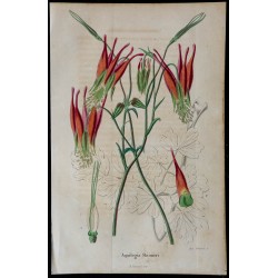 1842 - Ancolie de Skinner 