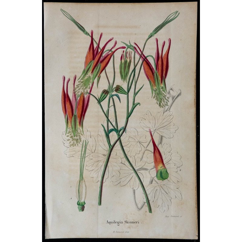 1842 - Ancolie de Skinner 