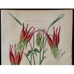 1842 - Ancolie de Skinner 