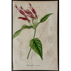 1842 - Siphocampylus rugosus 