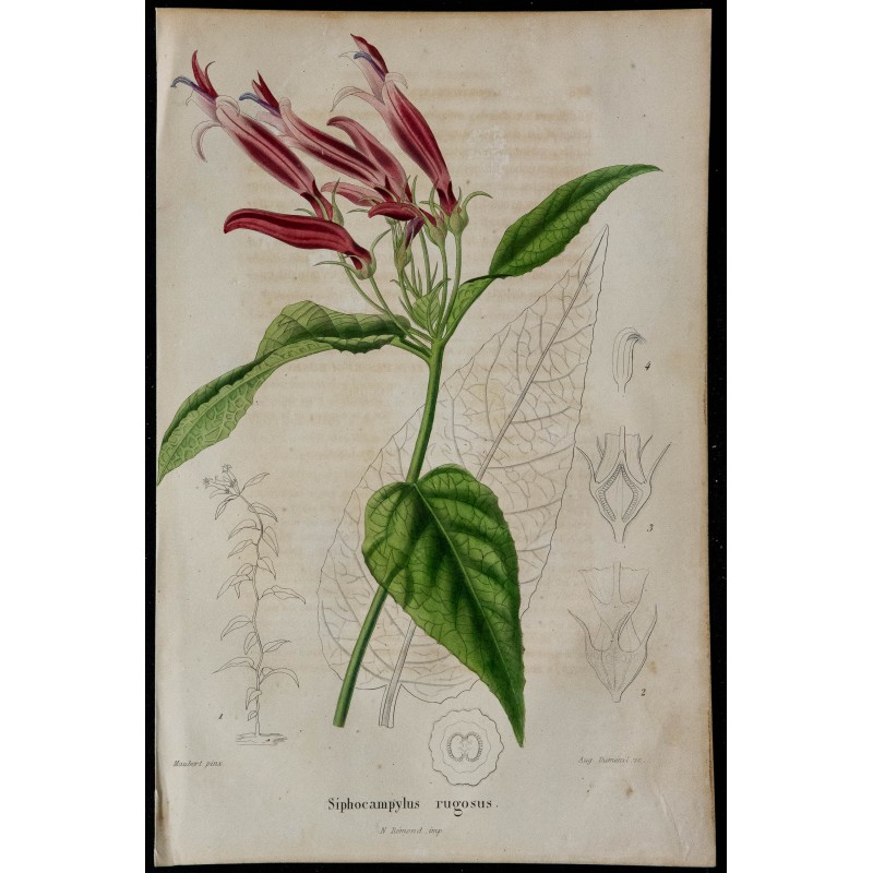 1842 - Siphocampylus rugosus 