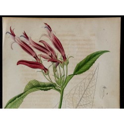 1842 - Siphocampylus rugosus 