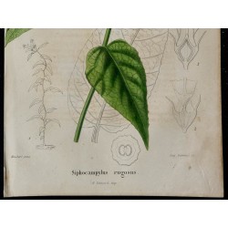 1842 - Siphocampylus rugosus 