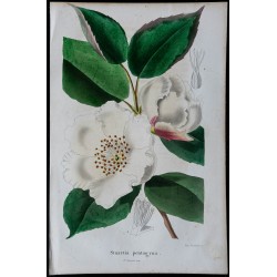 1842 - Stuartia pentagyna 