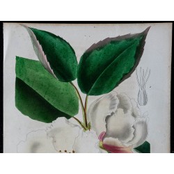 1842 - Stuartia pentagyna 