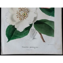 1842 - Stuartia pentagyna 