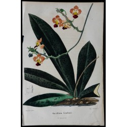1842 - Oncidium lindenii 