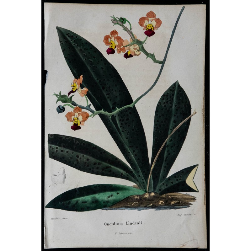 1842 - Oncidium lindenii 