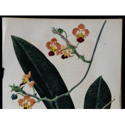 1842 - Oncidium lindenii 